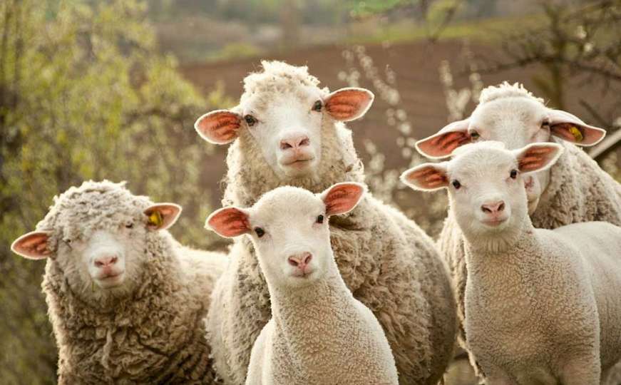 Ukrali stado: "Pala" kriminalna grupa zbog krađe ovaca i jagnjadi