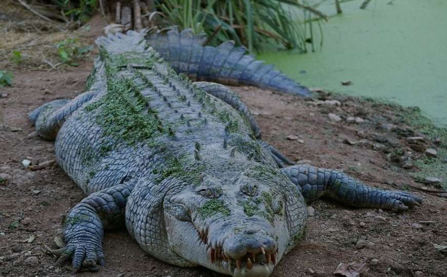 Krokodil mu sina odvukao pod vodu, a onda je tata skočio za njim