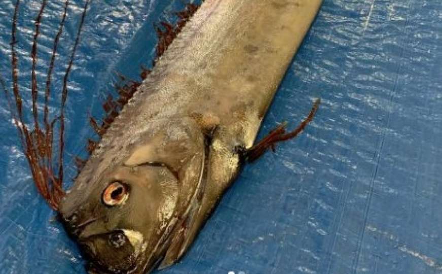 Strah u Japanu: Pojavile se rijetke ribe koje prema legendi najavljuju katastrofu