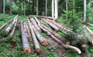 Profesor Lojo o klizištima: Nelegalna sječa šume i "recept za katastrofu"