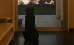 "Nala te čeka": Pas Emiliana Sale još se nada povratku vlasnika