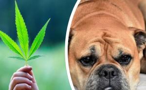 Za nervozne i anksiozne pse: Proizvodi od marihuane kao najbolji "lijek"
