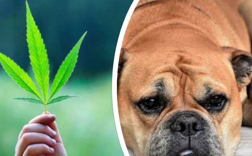 Za nervozne i anksiozne pse: Proizvodi od marihuane kao najbolji "lijek"