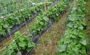 BiH može biti među regionalnim liderima u izvozu kornišona