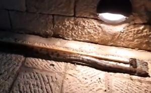 Neobičan ulov: Dječaci iz mora u Hrvatskoj izvukli anakondu