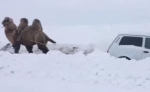 Lada Niva zapela u snijegu, a deva je izvlači