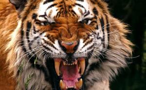 Ušli u napušteni objekt da puše marihuanu, tamo ih dočekao - tigar