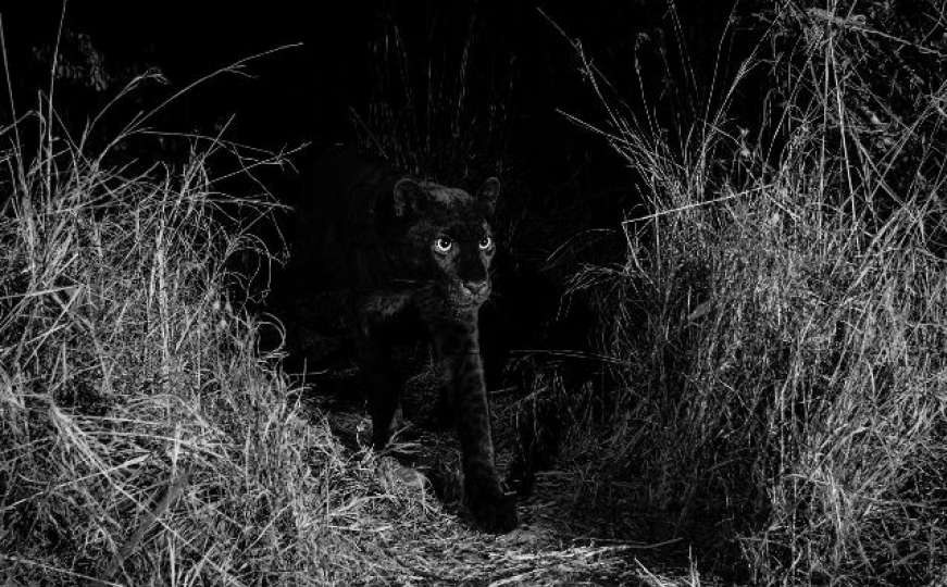 Rijetki crni leopard snimljen u Africi - prvi put u 100 godina!