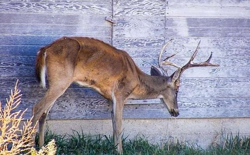 Zombi bolest iz porodice jelena mogla bi lako prijeći i na ljude