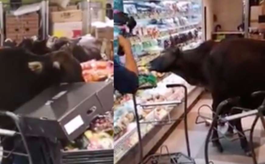 Ovo se ne viđa svaki dan: Krave provalile u prodavnicu u Hong Kongu