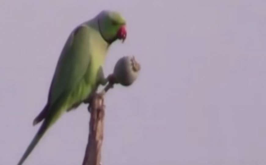 Papagaji ovisnici o opijumu uništavaju polja maka u Indiji
