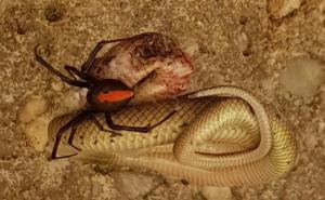 Pogledajte kako je ovaj pauk od zmije napravio večeru