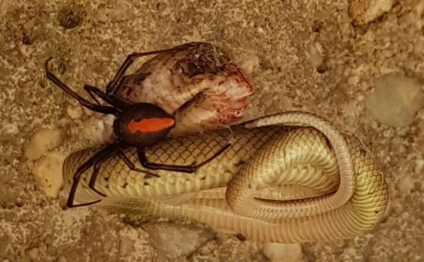 Pogledajte kako je ovaj pauk od zmije napravio večeru