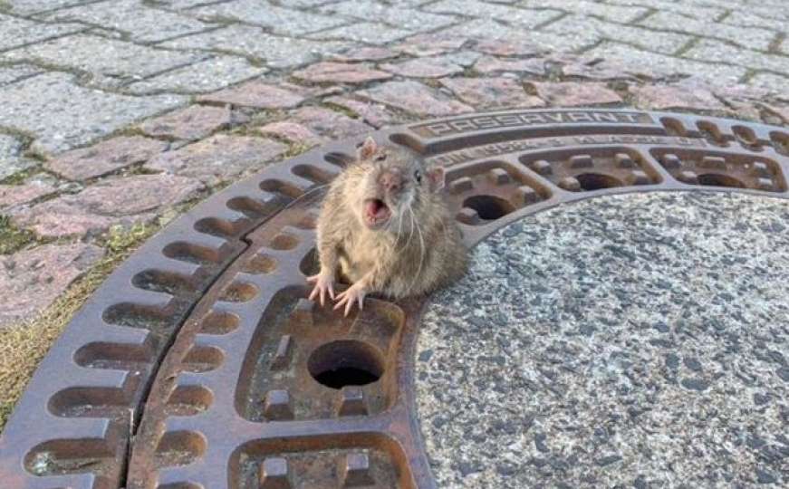 Spašavali debelog štakora koji je zapeo u odvodu kanalizacije
