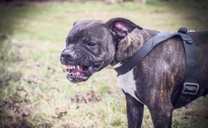 Strava u Srbiji: Pas vlasnicu izujedao do smrti