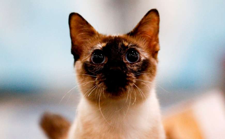 Mala slatka stvorenja: Počeo sajam mačaka u Moskvi