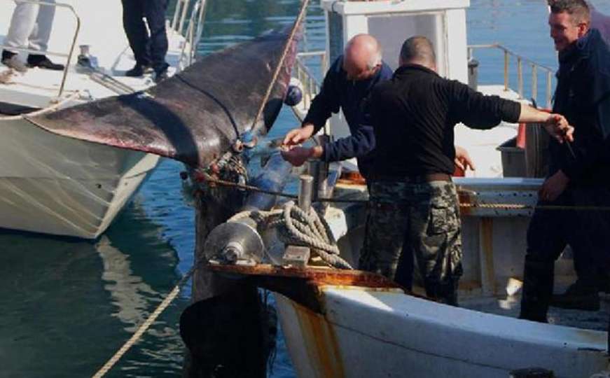 U lijepom plavom Jadranu: U ribarsku mrežu ulovili morskog psa dugog 8 metara