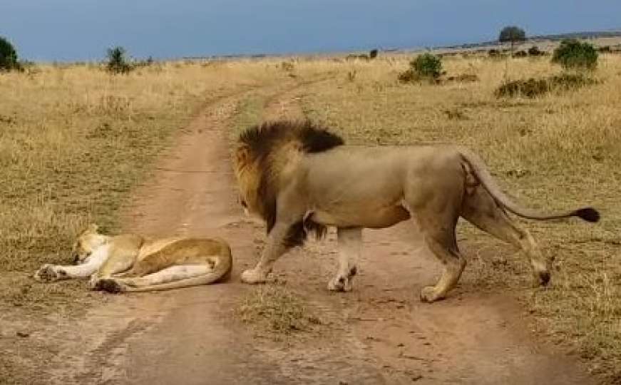 Lav na neočekivan način probudio usnulu lavicu, srčano mu je uzvratila!