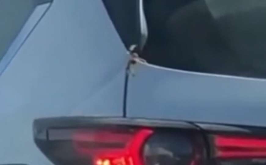 Neugodno iznenađenje: Veliki pauk primjećen kako ulazi u automobil