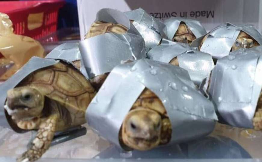 Krijumčarenje životinja: U prtljagu pronašli 1.500 živih kornjača