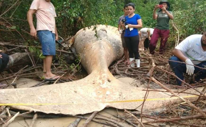 Naučnici u potpunom šoku: Pronašli mrtvog kita usred džungle Amazona