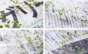 Vjerovali ili ne: Dnevne novine iz kojih niče cvijeće