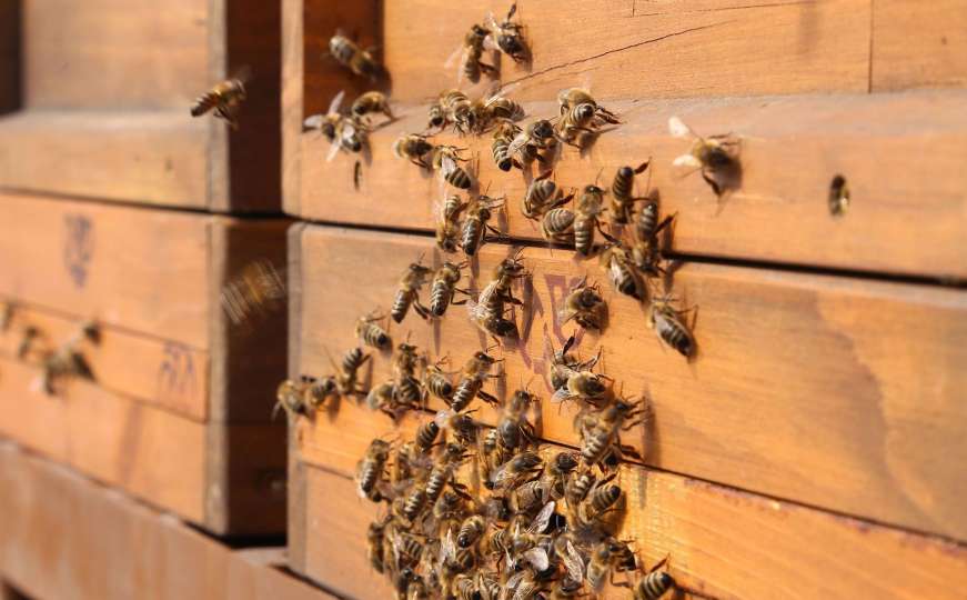 Beč: Pčele na krovu gradske vijećnice