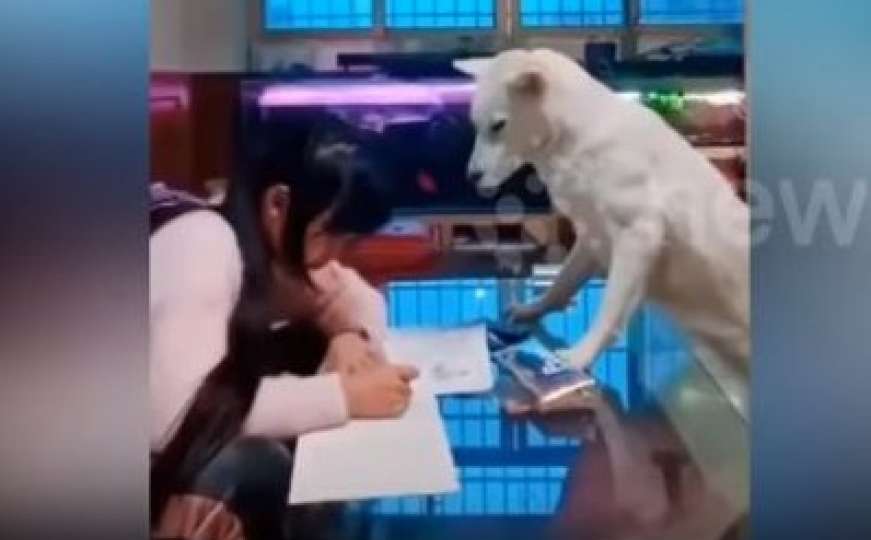 Pas koji nadgleda djevojčicu kako piše zadaću postao hit na internetu