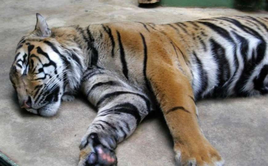 Bengalska tigrica Nina stigla u sarajevsku Pionirsku dolinu