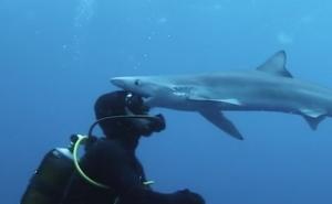 Bliski susret: Ajkula ‘poljubila’ u obraz ronioca