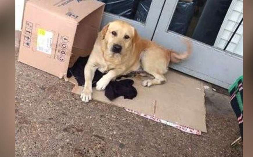 Ne miče od vrata bolnice: Labrador Toto čeka vlasnika koji više neće doći