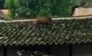 Divlja svinja bježala po krovovima pa pala na ulicu