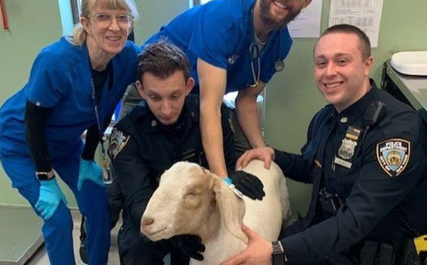 Koza pobjegla iz klaonice, policija je ganjala po ulicama New Yorka