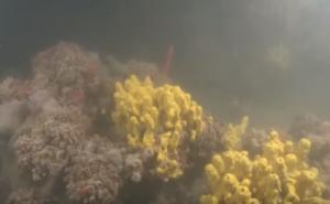 Naučnici oduševljeni: U Jadranu otkriven prvi veliki koraljni greben