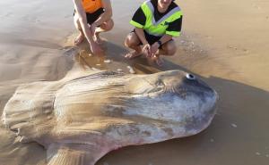 Šetali obalom i naišli na rijetku vrstu ribe: Nisu mogli vjerovati o čemu je riječ