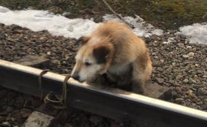 Okrutnost prema životinjama: Psa vezali za šine kako bi ga zgazio voz