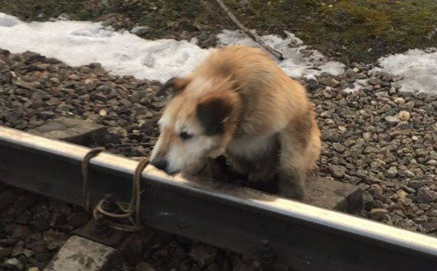 Okrutnost prema životinjama: Psa vezali za šine kako bi ga zgazio voz