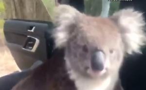 Divlja koala uskočila u automobil da se malo rashladi uz klima uređaj