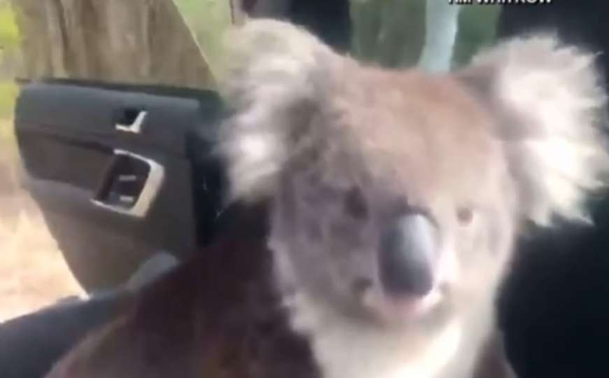 Divlja koala uskočila u automobil da se malo rashladi uz klima uređaj