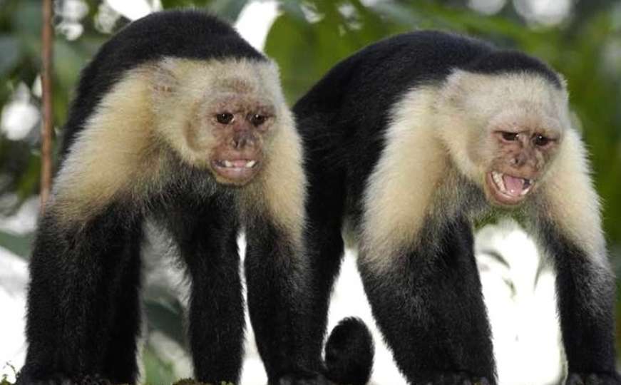 Naučnici naučili majmune da koriste "novac" - dogodile se najčudnije stvari