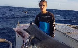 Australija: Ko je ili šta je odrubilo glavu ajkule teške 100 kilograma?