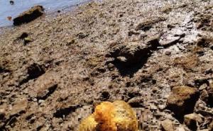 Uznemirujući prizori: Na plaži u Poreču našli mrtvog psića svezanog u vreći