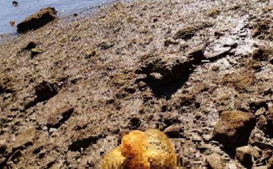 Uznemirujući prizori: Na plaži u Poreču našli mrtvog psića svezanog u vreći