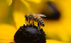Pčele izumiru diljem svijeta: Pričali smo s ekspertima - kakva je situacija u BiH