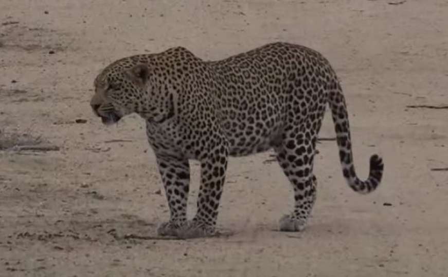 Pogledajte kako je guska nadmudrila gladnog leoparda i tako spasila mlade