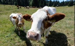 Posljedica smanjenja poticaja: Gase se farme, prijeti novi val iseljavanja