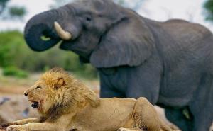Lovokradica lovio nosoroga pa umro - prvo ga zgazili slonovi, a onda pojeli lavovi