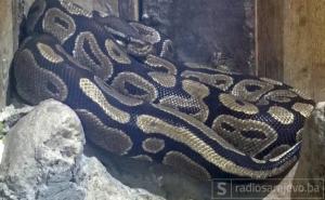 Ulovljen burmanski piton dug 5,2 metara: Skotna zmija nosila 73 jajeta