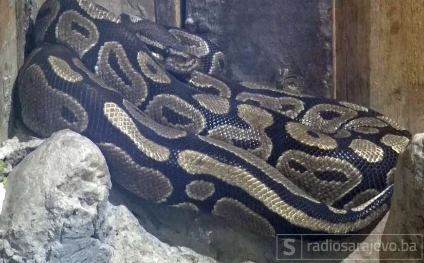 Ulovljen burmanski piton dug 5,2 metara: Skotna zmija nosila 73 jajeta