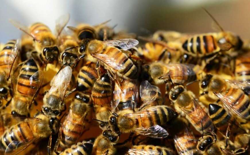 Tajvan: Ljekari ispod oka pacijentkinje pronašli sićušne pčele